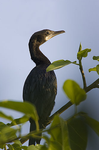 Indian Cormorant Phalacrocorax Fuscicollis